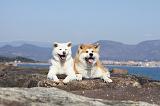 AKITA INU 229